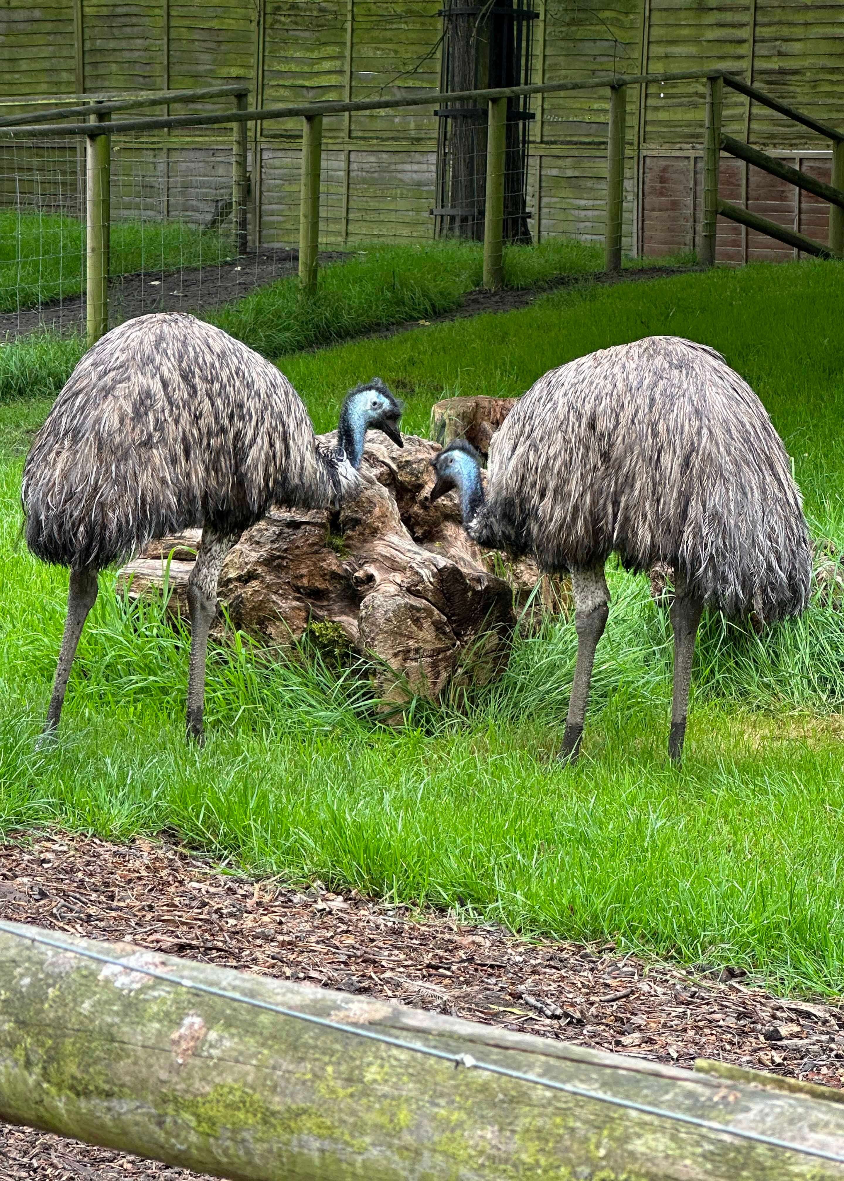 Birds at Battersea Park Zoo |  Ibstock Place School, a private school near Richmond, Barnes, Putney, Kingston, and Wandsworth on an overseas trip. 