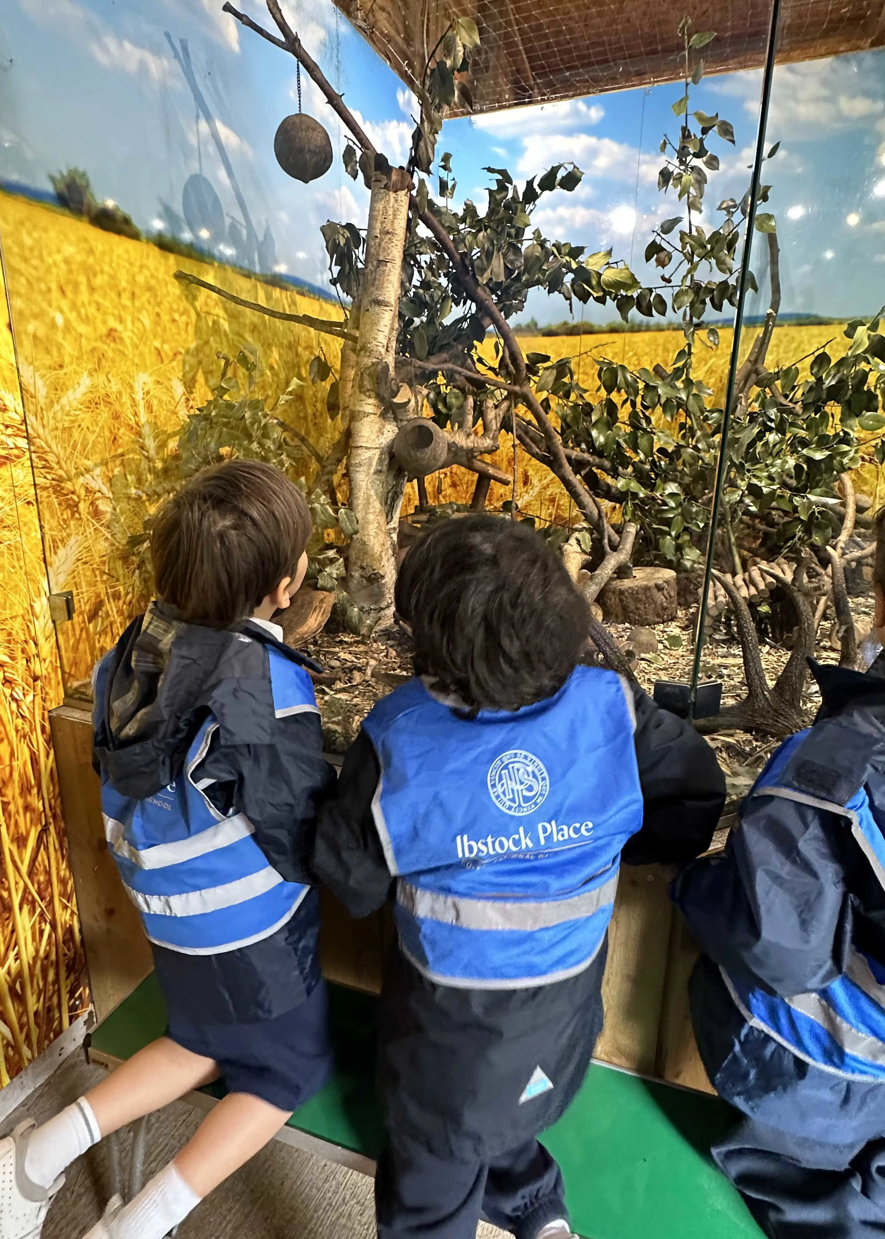 Kindergarten pupil looking at the animals at Battersea Park Zoo |  Ibstock Place School, a private school near Richmond, Barnes, Putney, Kingston, and Wandsworth on an overseas trip. 